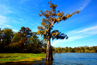 Henderson, Louisiana Swamp