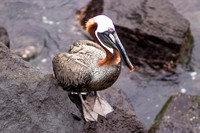 Galapagos Island Critters