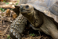 Galapagos Islands Tortoises